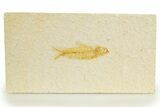 Bargain, Fossil Fish (Knightia) - Wyoming #320191-1